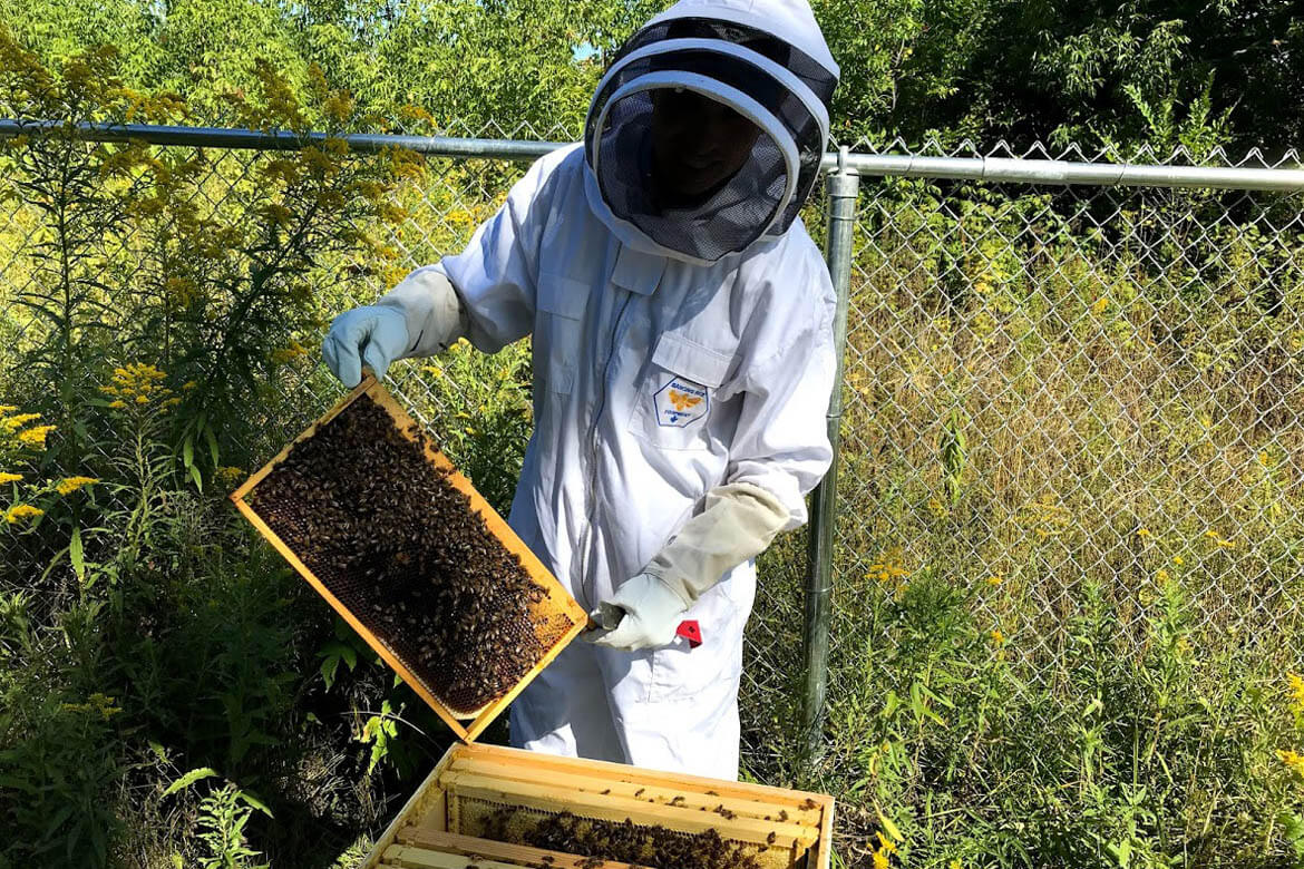 ruche au Collège Laval, abeilles au Collège Laval, projet de ruche au Collège, apiculture