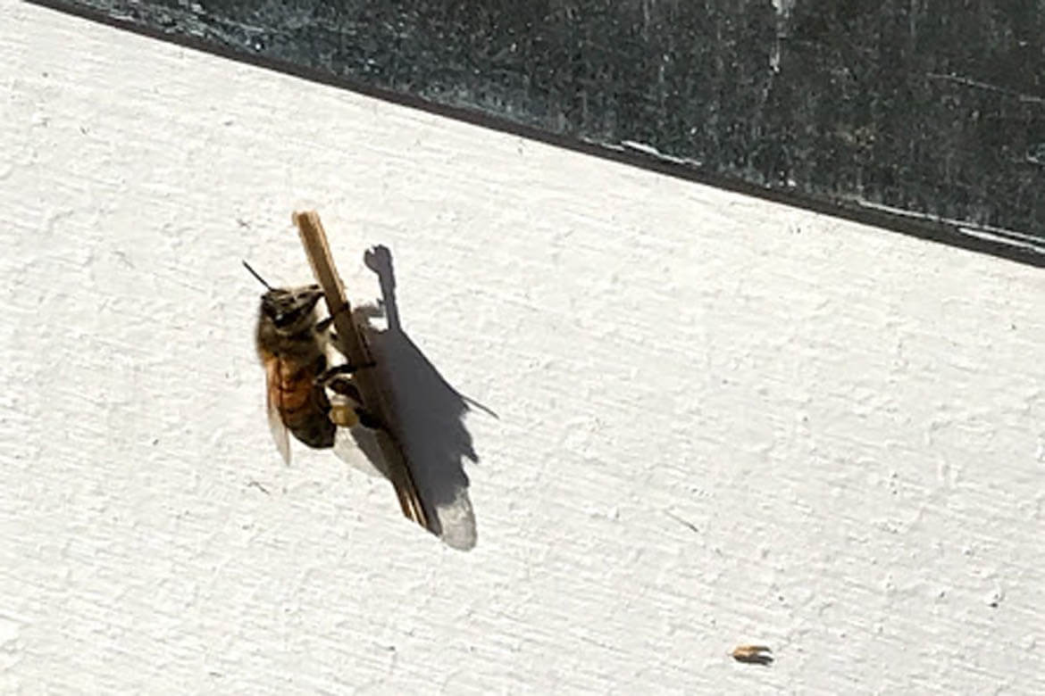 ruche au Collège Laval, des ruches sur les terrains du Collège, projet de ruches, abeilles au Collège